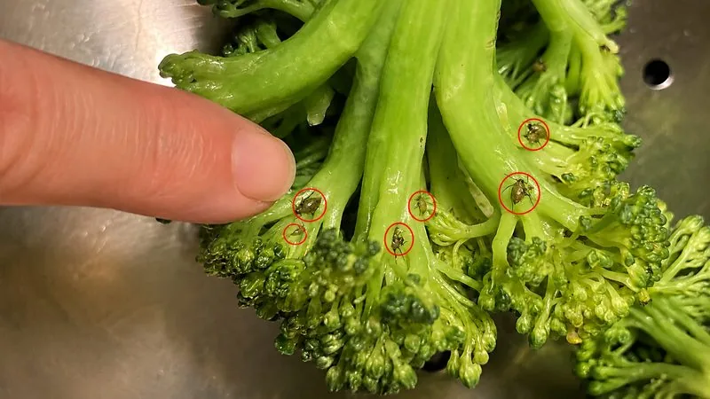 Aphids on broccoli